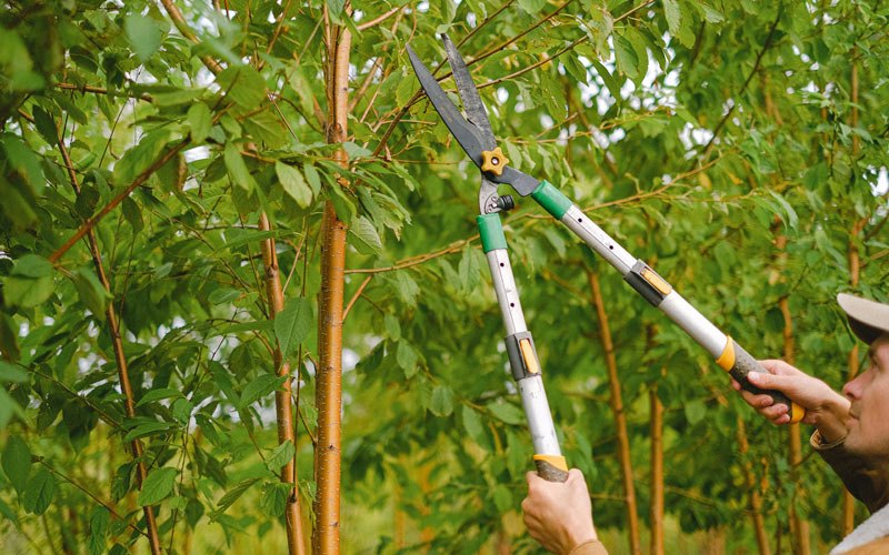 Tree trimming in Orem, UT